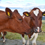 DSC_9894_to kyr Fagedalen