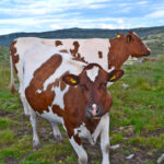 DSC_9910_to kyr Fagerdalen