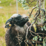 fagerdalen-seterstøl-38